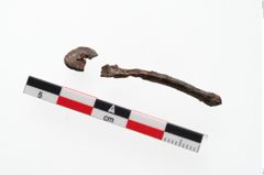 Foto von Eisenösenzwinge (NHMW-PRAE-048344a)